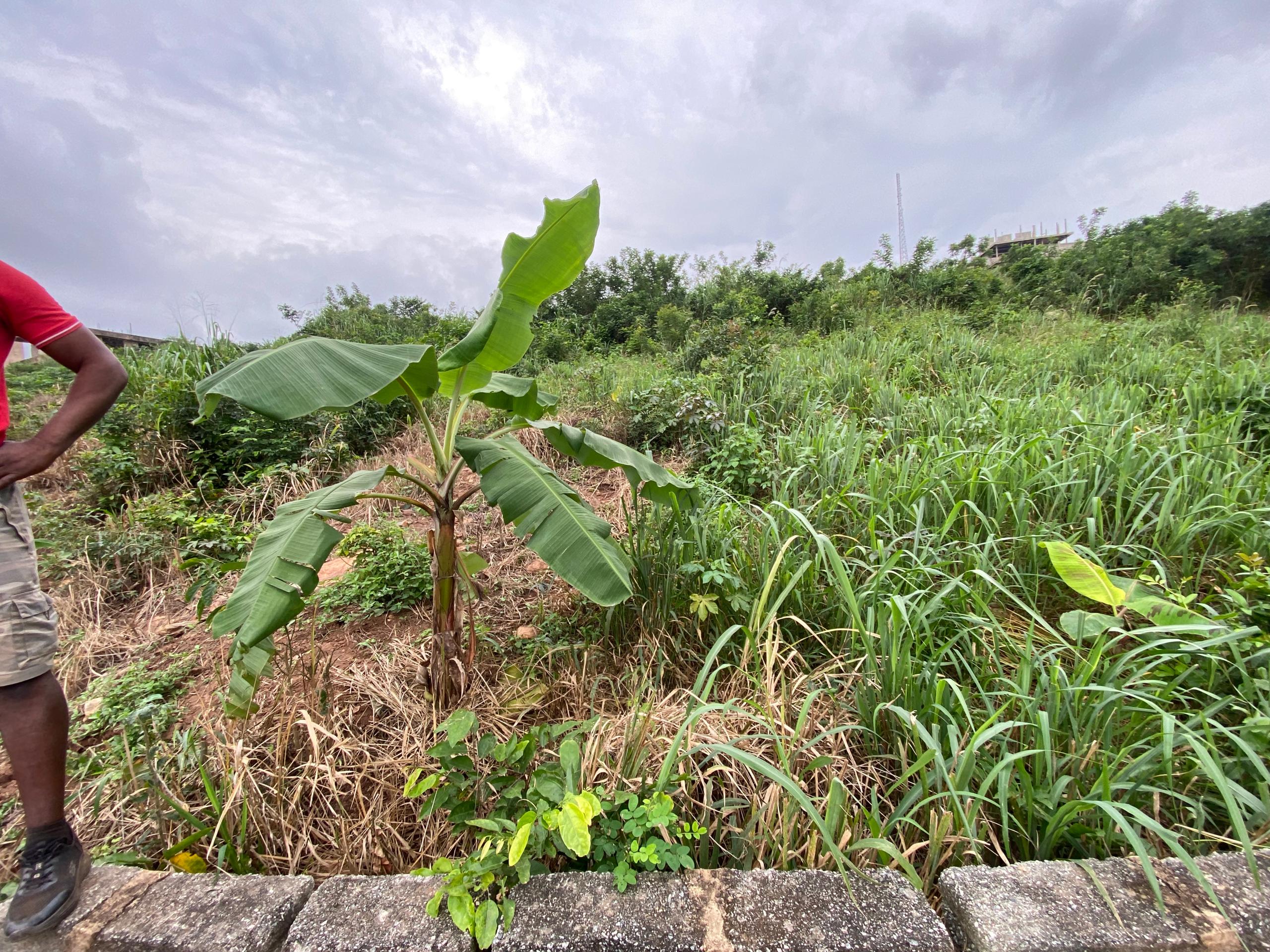 1 Plot of Land For Sale at Abokobi