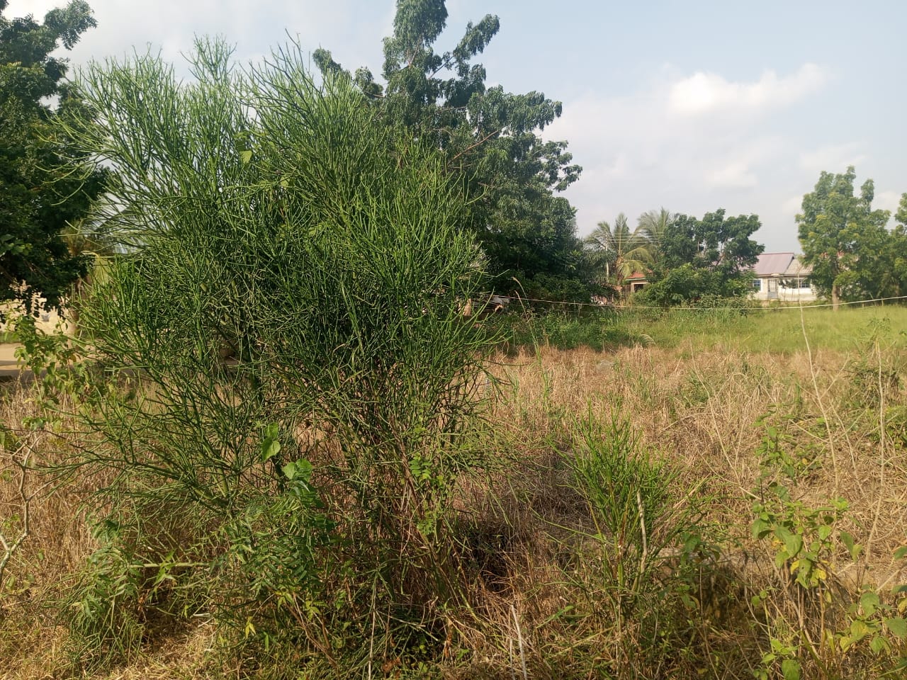 3 Plots of Land For Sale at Amasaman Ashalaja