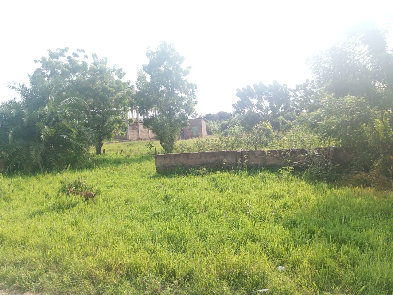 3 Plots of Land For Sale at Amasaman Ashalaja
