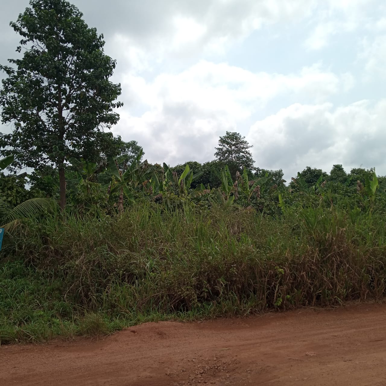 Forty (40) Acres of Land for Sale At Abom Near Pakyi