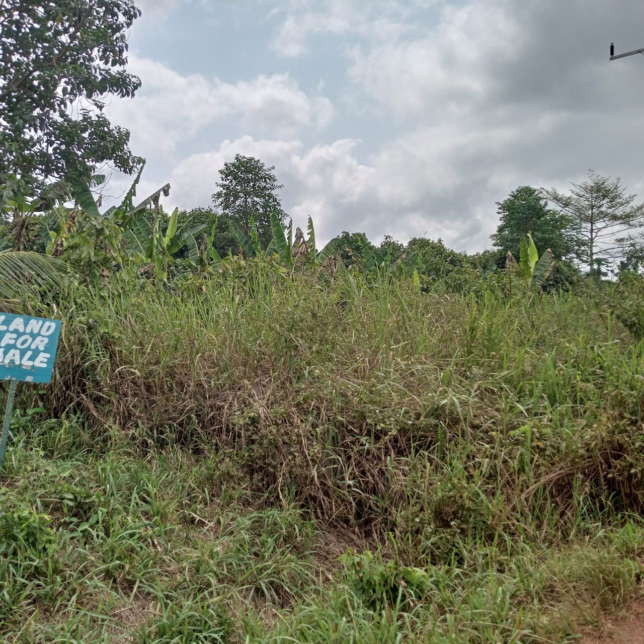 Forty (40) Acres of Land for Sale At Abom Near Pakyi