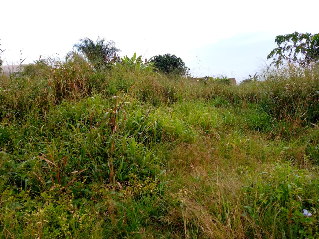 Three plots of land for sale at Tech Kotei