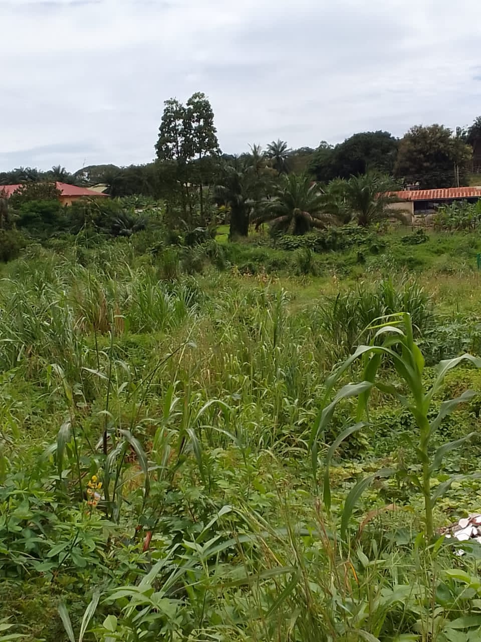 Plot of land for sale at Ejisu, Kumasi 