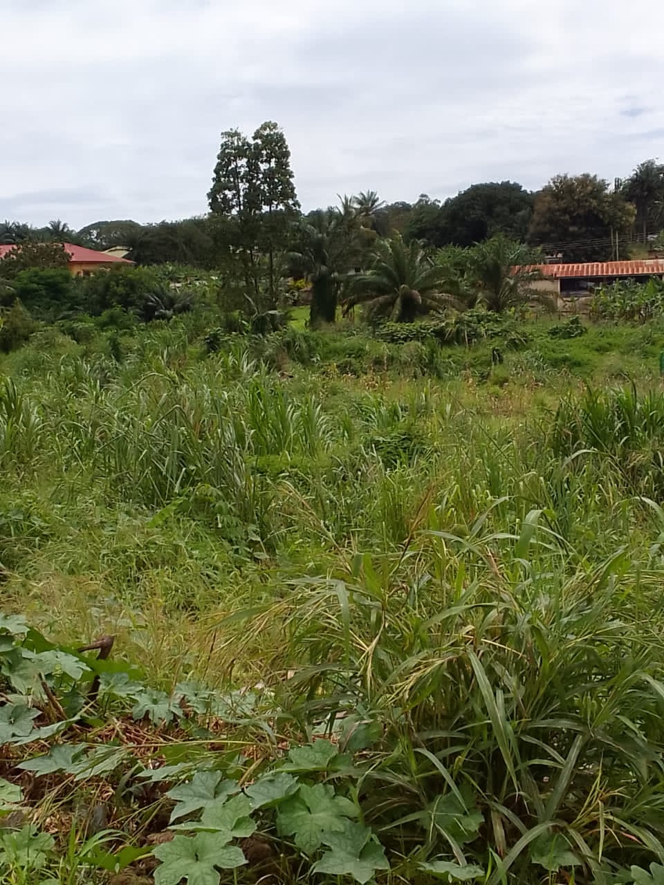Land for sale at Danyame, Kumasi