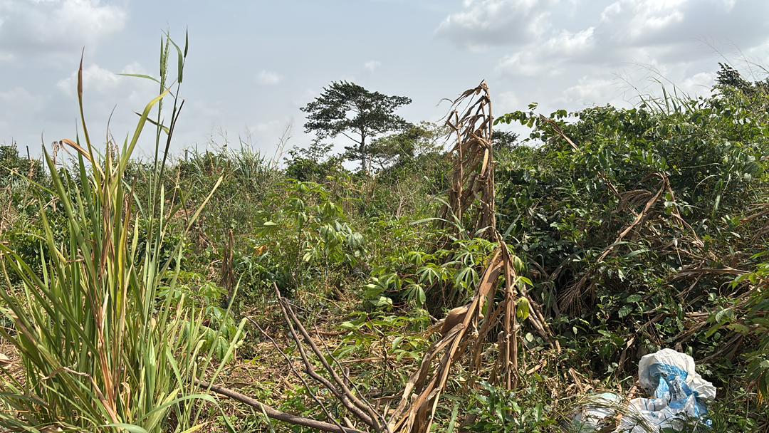 Land For Sale at Aburi Jamaicaso