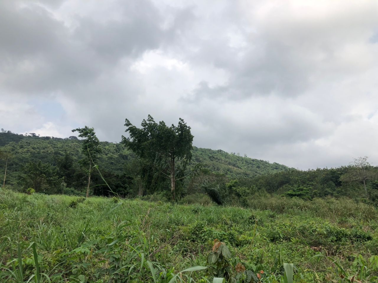 Land for Sale at Aburi Pokrom (Off Aburi Nsawan Road)