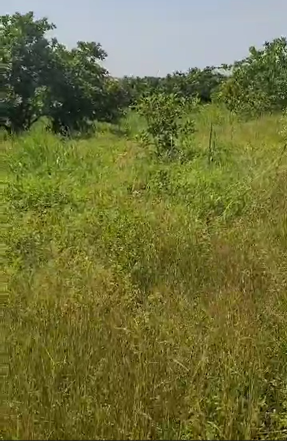 Land For Sale at Kasoa Opeikuman