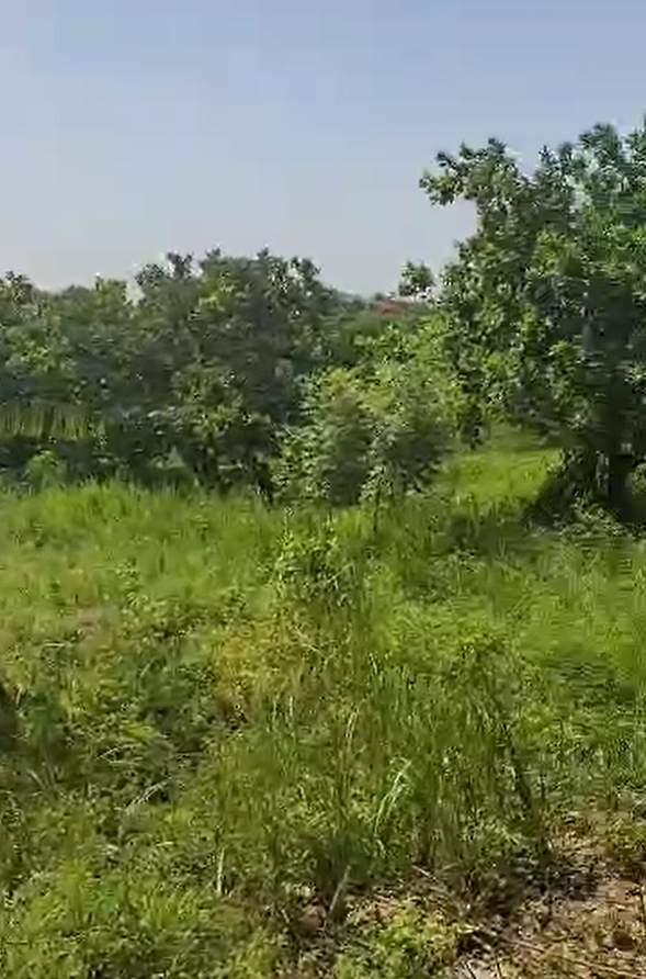 Land For Sale at Kasoa Opeikuman