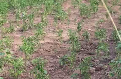 Residential Land For Sale at Kasoa Ofaakor