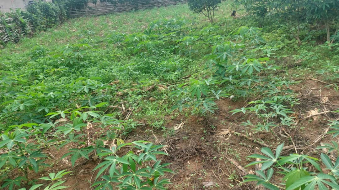 Plot of Land for Sale at Dodowa