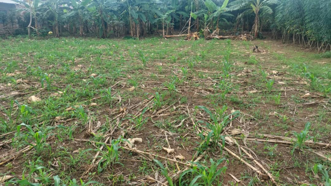 Plot of Land for Sale at Dodowa