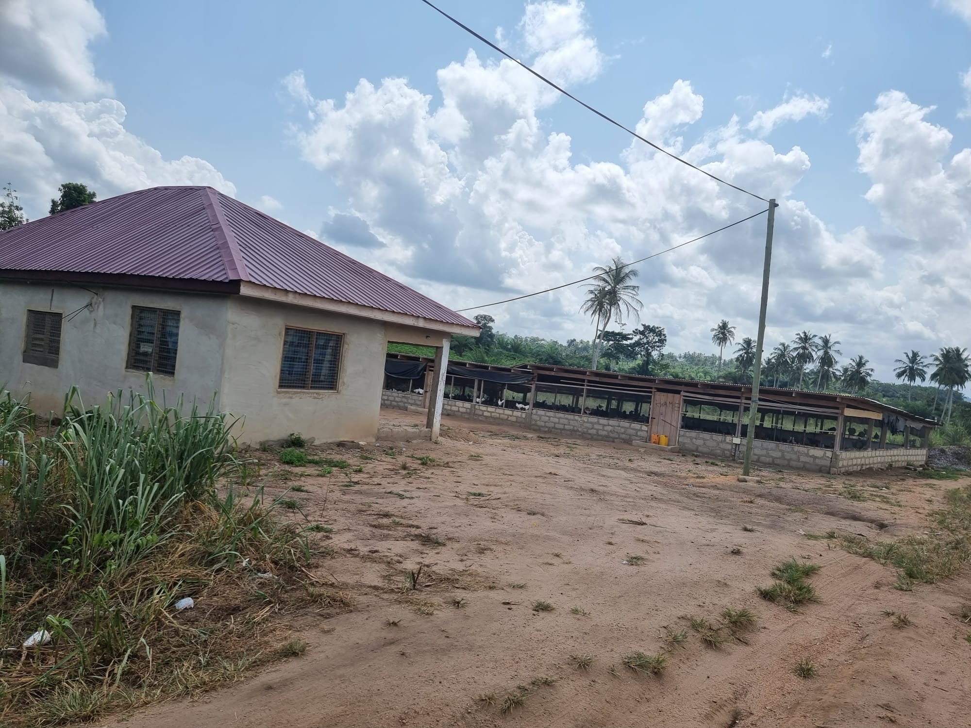 Poultry Farm with birds for sale
