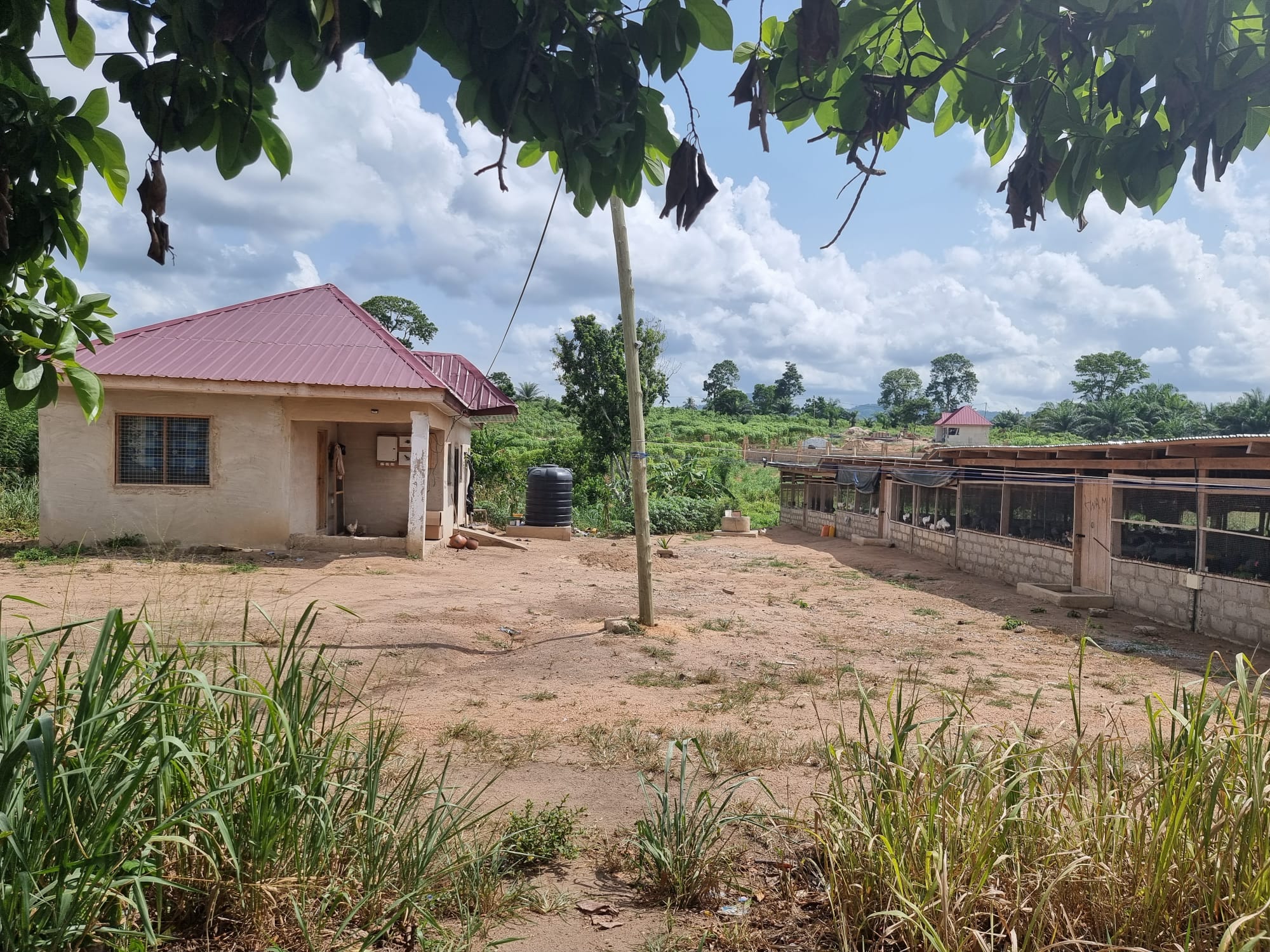Poultry Farm with birds for sale
