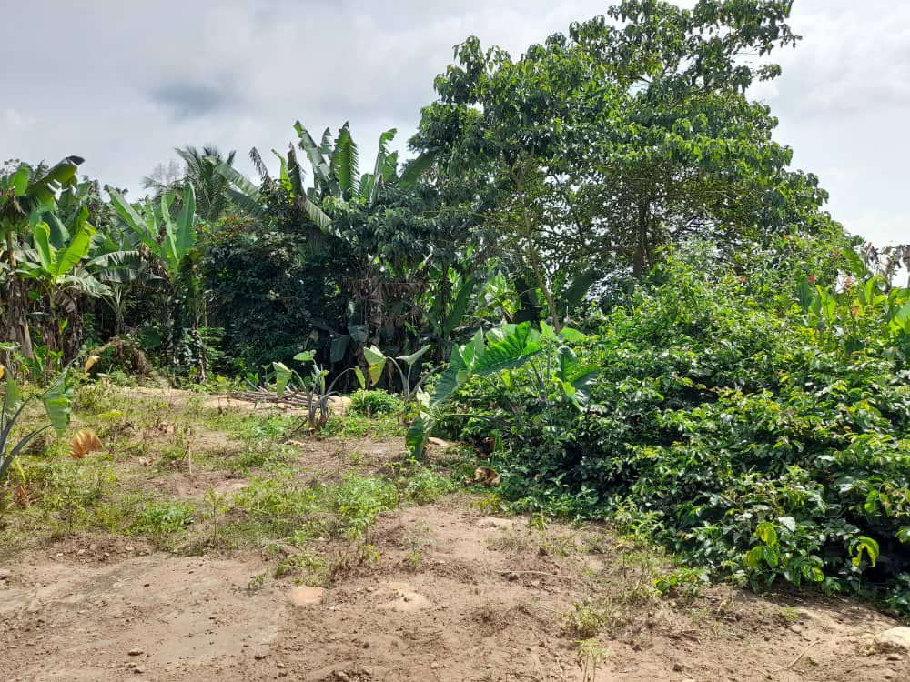 Two (2) Plots of Land For Sale at Kwahu Asakraka